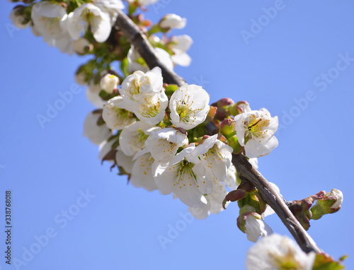 Cherry, apricot and peach tree flowers in spring. Pollination by bees of flowers on the branches.