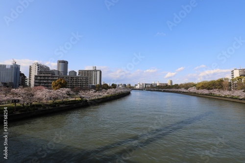 大阪の桜並木