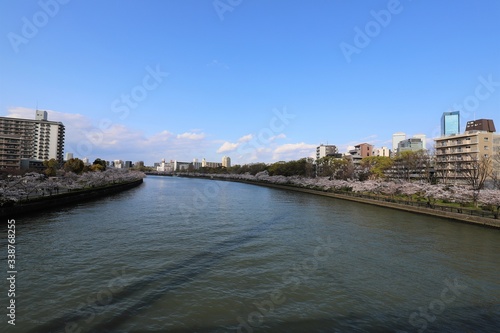 大阪の桜並木