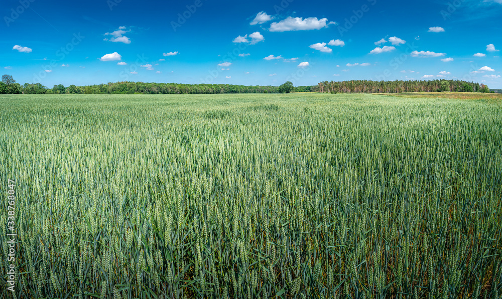 Panoramic view of beautiful farm landscape of green wheat field in late Spring, beginning of Summer in Europe, blue sky with clouds Panoramic view of beautiful farm landscape of green wheat field in late Spring, beginning of Summer in Europe, blue sky with clouds