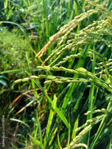 Close up of rice with natural background
