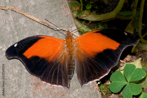 Historis odius Butterfly on a log photo