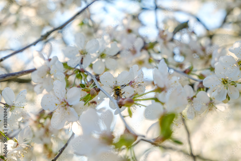 a honey bee sitting on beautiful white cherry blossoms against a blue sky with radiant colors and a short depth of field a honey bee sitting on beautiful white cherry blossoms against a blue sky with radiant colors and a short depth of field