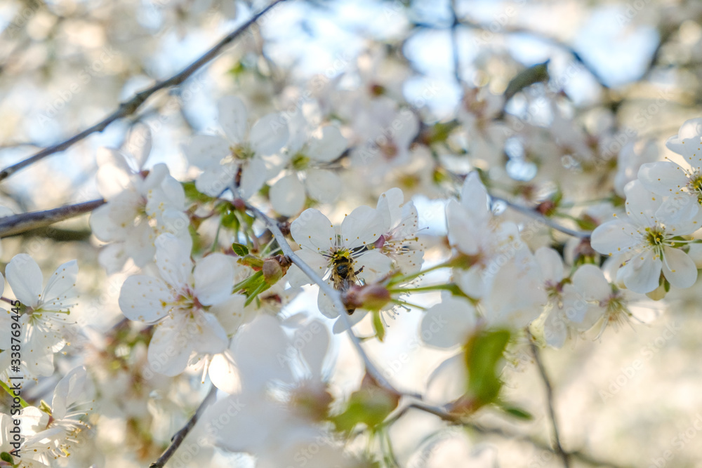 a honey bee sitting on beautiful white cherry blossoms against a blue sky with radiant colors and a short depth of field