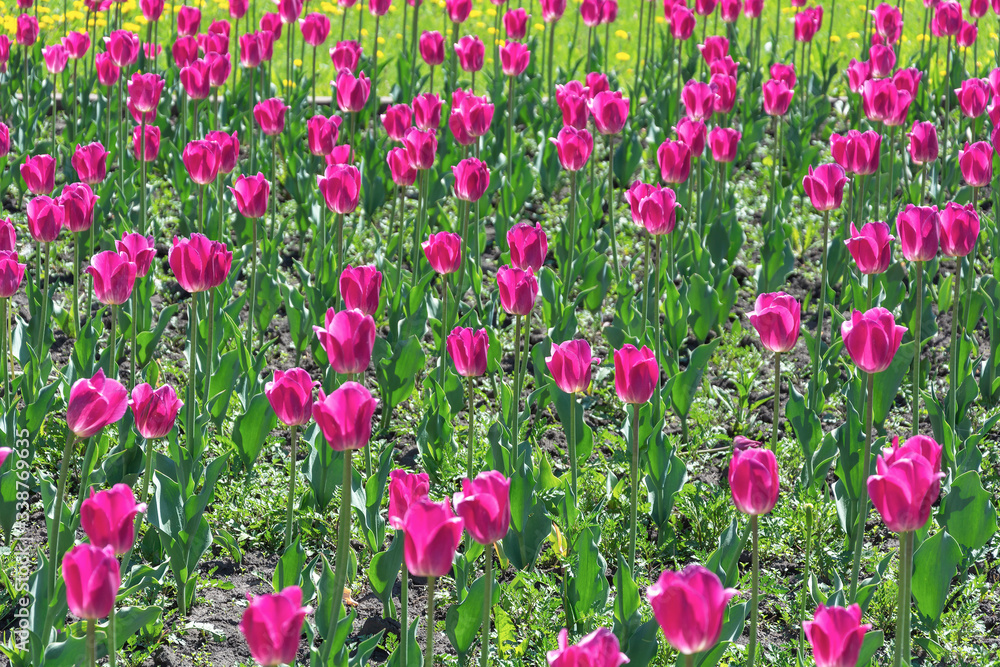 Flower bed of luxuriously flowering  tulip in the flowerbed