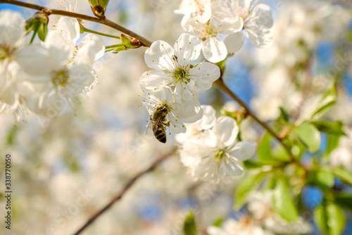 a honey bee sitting on beautiful white cherry blossoms against a blue sky with radiant colors and a short depth of field
