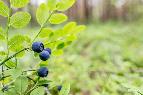 Forest blueberry grows in the natural habitat. Focus on one single berry with copy space.