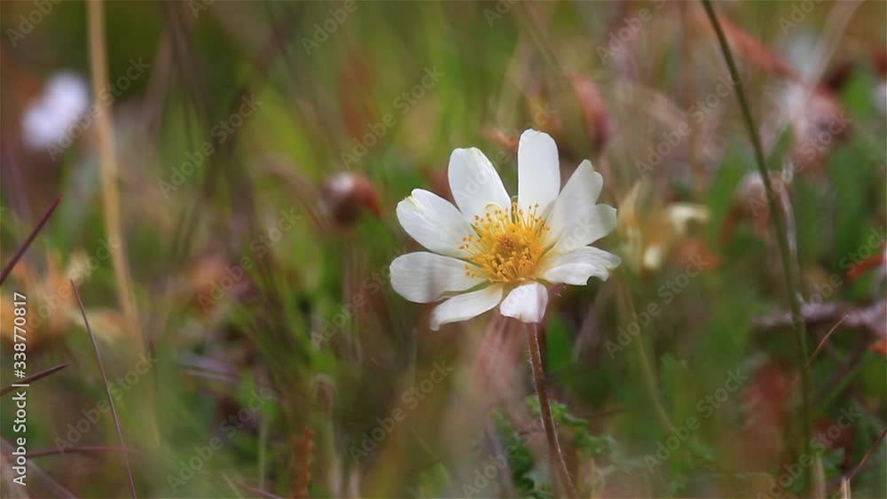 Arctic flower in bloom,Close up, Svalbard Arctic flower in bloom,Close up, Svalbard