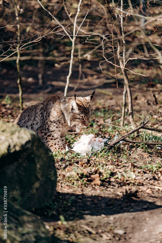 Obraz premium Lynx eating. Lynx with prey in the mouth. Lynx caught prey and eats