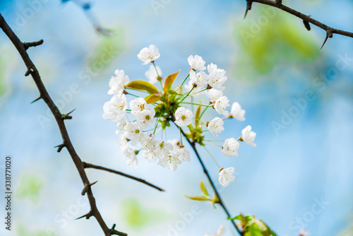 Spring background.  Blossom trees on blue sky background.