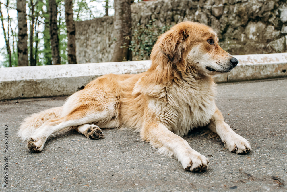 Cute old dog lying resting on the asphalt Cute old dog lying resting on the asphalt