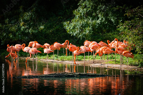Fototapeta narodowy zwierzę flamingo park