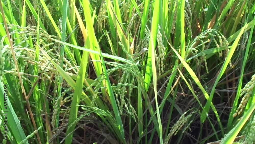 Close up of rice with natural background Close up of rice with natural background