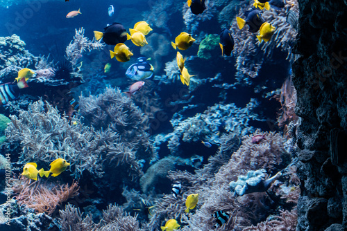 Aquarium with corals, reefs and fish. Sea world