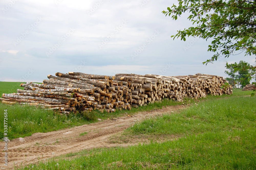 Logs made of natural wood, cut and stacked, cut down by the logging industry. A pile of felled birches against the background of the forest. Commercial felling and felling of forest trees.