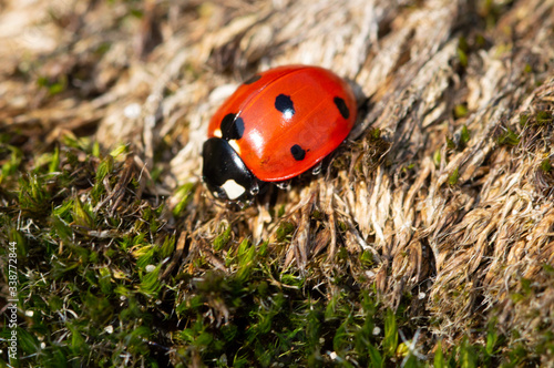 Sunning ladybug on heath