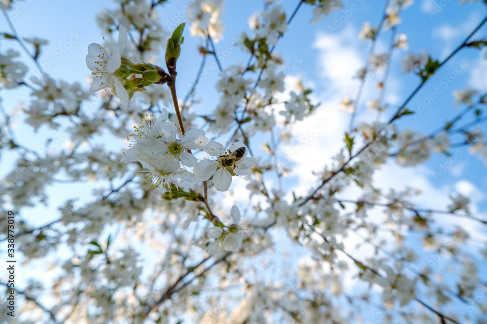 a honey bee sitting on beautiful white cherry blossoms against a blue sky with radiant colors and a short depth of field a honey bee sitting on beautiful white cherry blossoms against a blue sky with radiant colors and a short depth of field