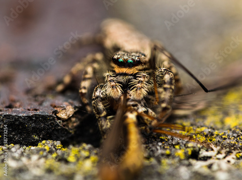 Jumping spider and its prey