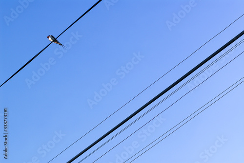 Bird on the wire. 