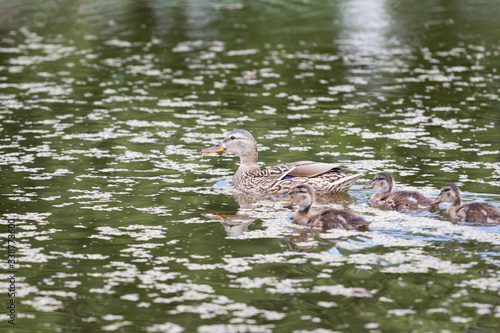 Mama Duck Swimming with her Babies. Anas platyrhynchos.