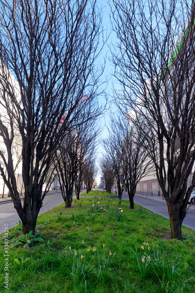 tree lined road in Paris suburb. Ivry sur Seine tree lined road in Paris suburb. Ivry sur Seine