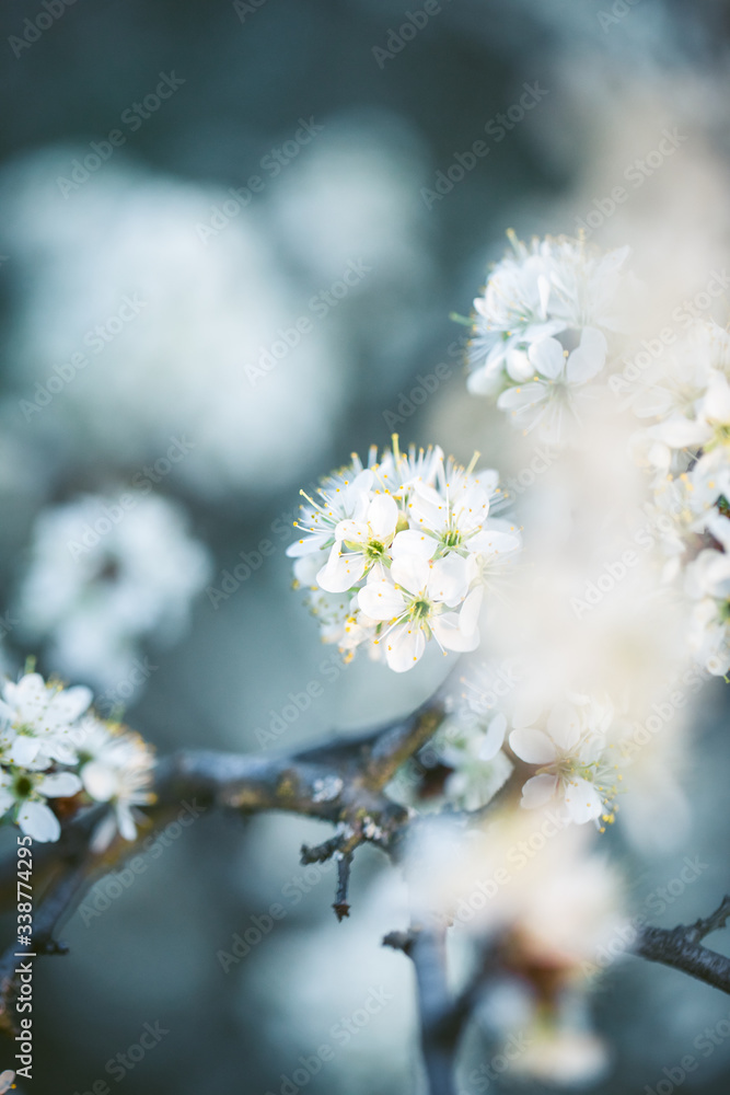 Spring blossom Spring blossom