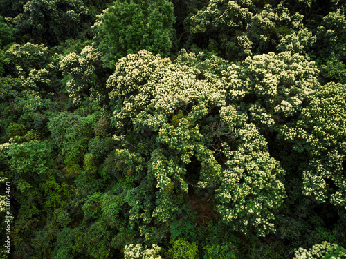 Drone aerial view of green forest with flowering castanopsis fissa trees in spring