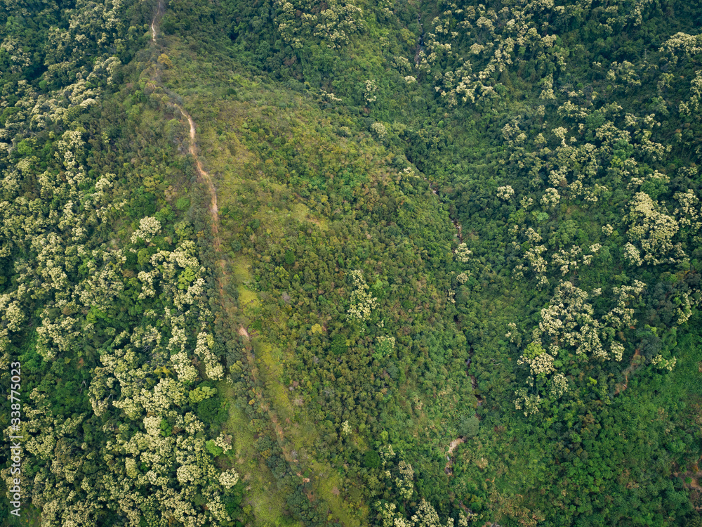 Drone aerial view of green forest with  flowering castanopsis fissa trees in spring