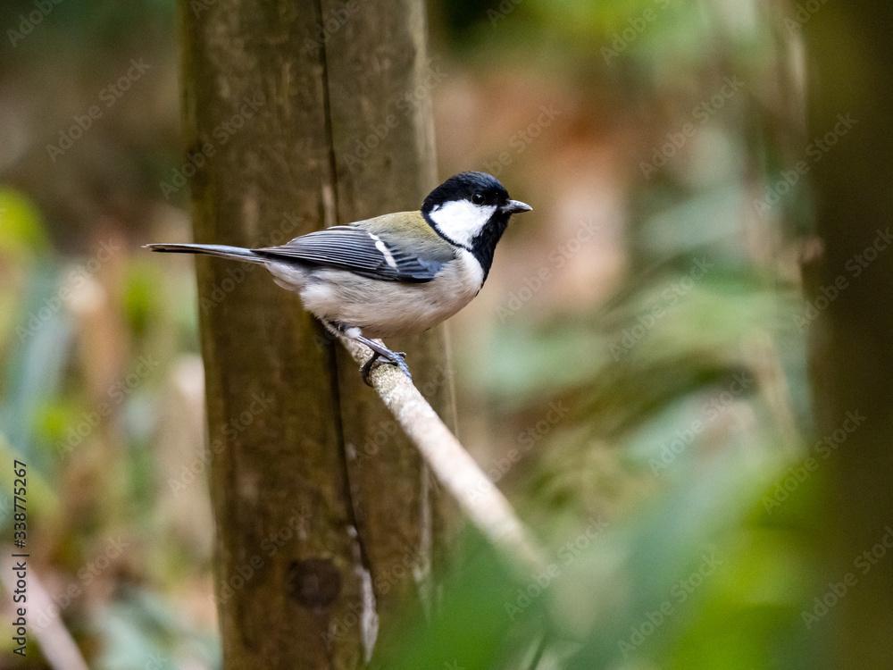 Japanese tit on a wood and rope fence 1 Japanese tit on a wood and rope fence 1