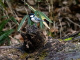 Japanese tit perched on a fallen log 2