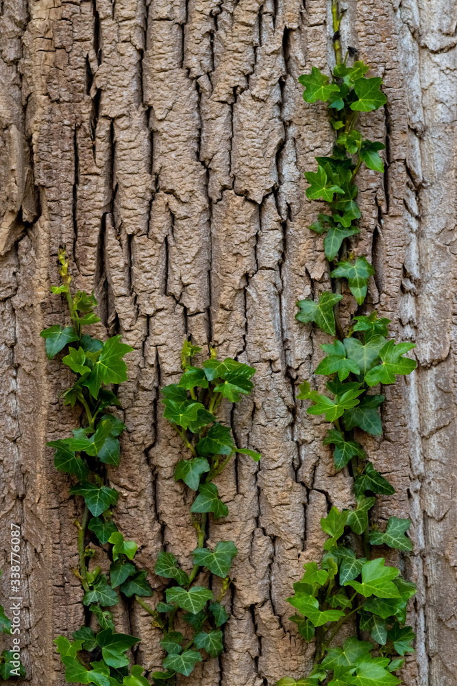 Efeu Hedera helix Kletterpflanze Eiche Rinde Ranke Blätter Borke rauh