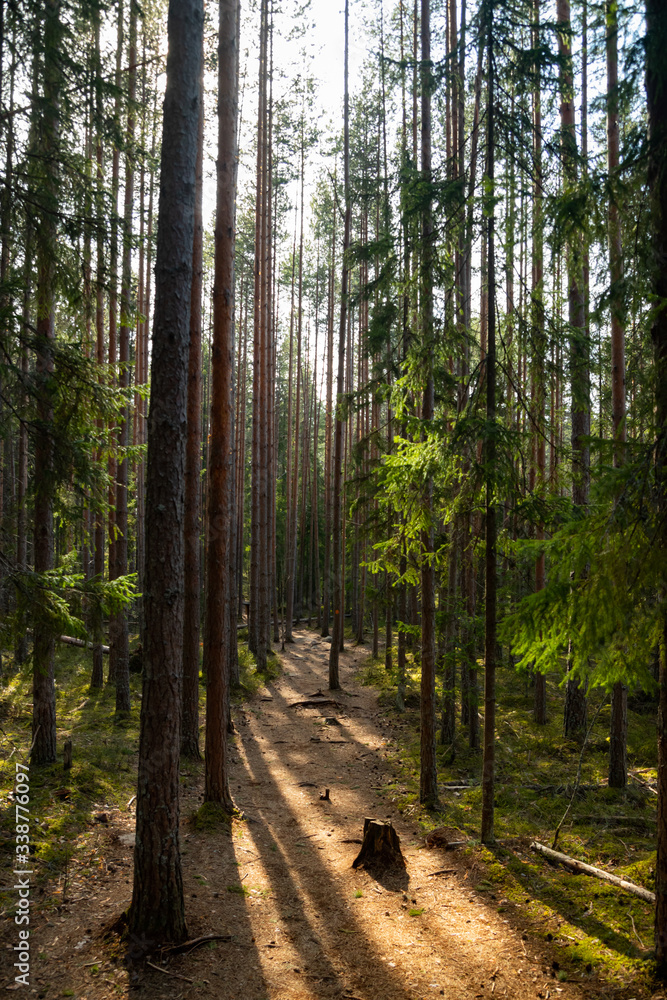 Pine forest in the national park Repovesi, Finland, Pine forest in the national park Repovesi, Finland,
