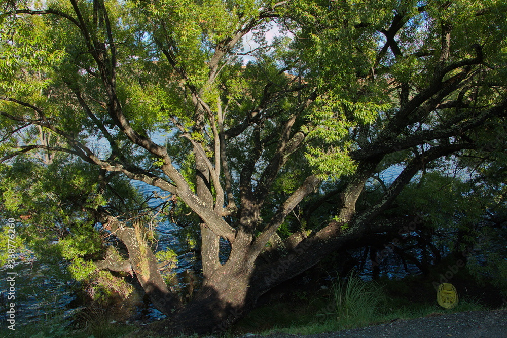 Fototapeta premium Big trees at Lake Hayes near Arrowtown in Otago on South Island of New Zealand 