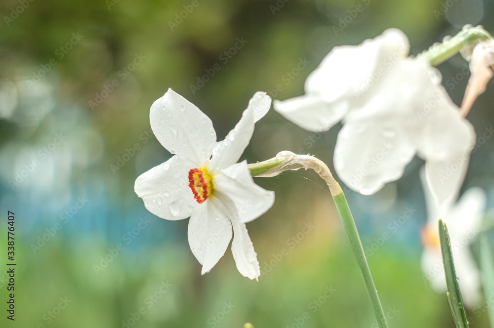 Obraz premium Daffodil flowers close-up photography