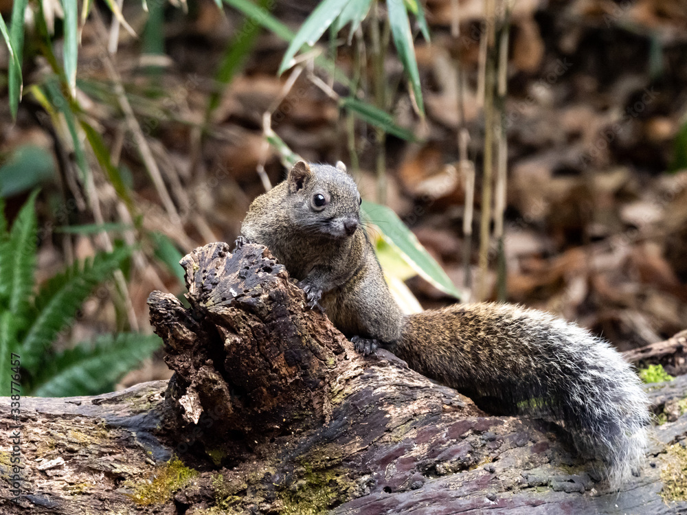 Fototapeta premium Pallas's squirrel on a log in a Japanese forest 8