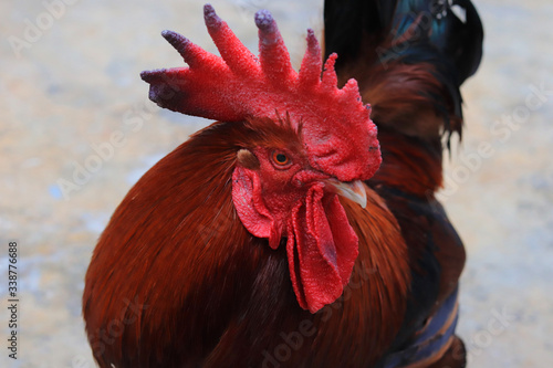 A close-up of a red rooster's head and neck