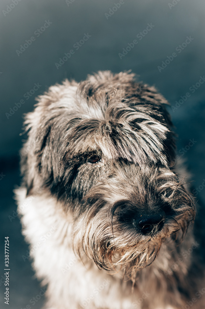 schnauzer mittelschnauzer close up portrait on background schnauzer mittelschnauzer close up portrait on background