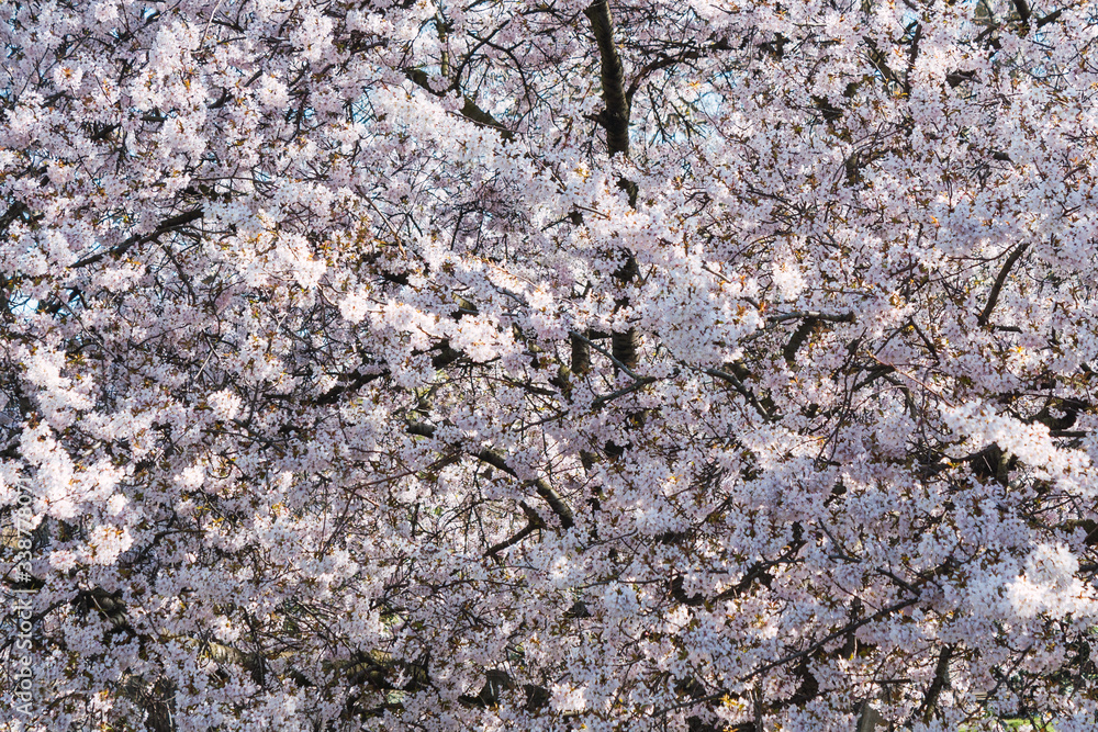 Full frame of a cherry tree blossomed in spring Full frame of a cherry tree blossomed in spring