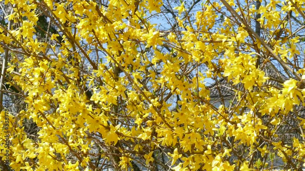 Gelbe Forsythienblüte, Forsythien, Goldglöckchen (Forsythia), Hintergrundbild Gelbe Forsythienblüte, Forsythien, Goldglöckchen (Forsythia), Hintergrundbild