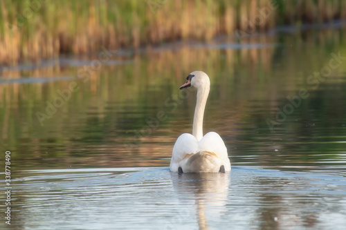 Mute swan floating in river in morning sunlight. Rear view.