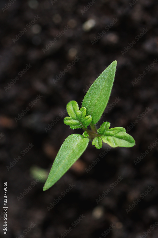 Seedlings growing in boxes reaching for the shining sunlight. Ecology agricultural rural concept. Microgreen, organic healthy food. Greenhouse on the window
