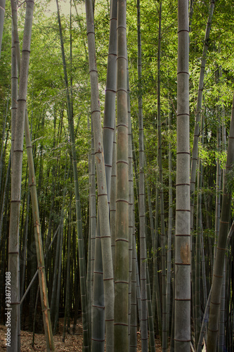 Bamboo tree forest near Kyoto, Japan
