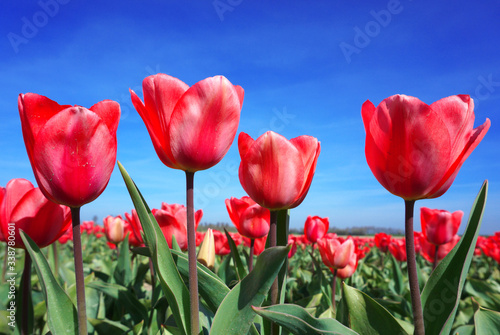 Colorful red blooming dutch tulips flowers in springtime background for magazine or online version