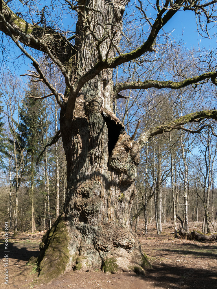 Very old oak tree trunk in bright sun light