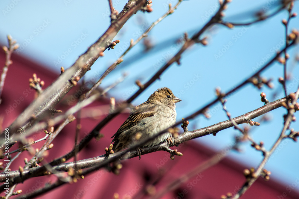 little sparrow sits on branches little sparrow sits on branches