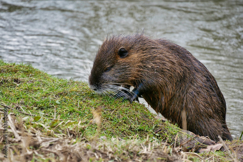 Wild lebende Nutrias am Fluss