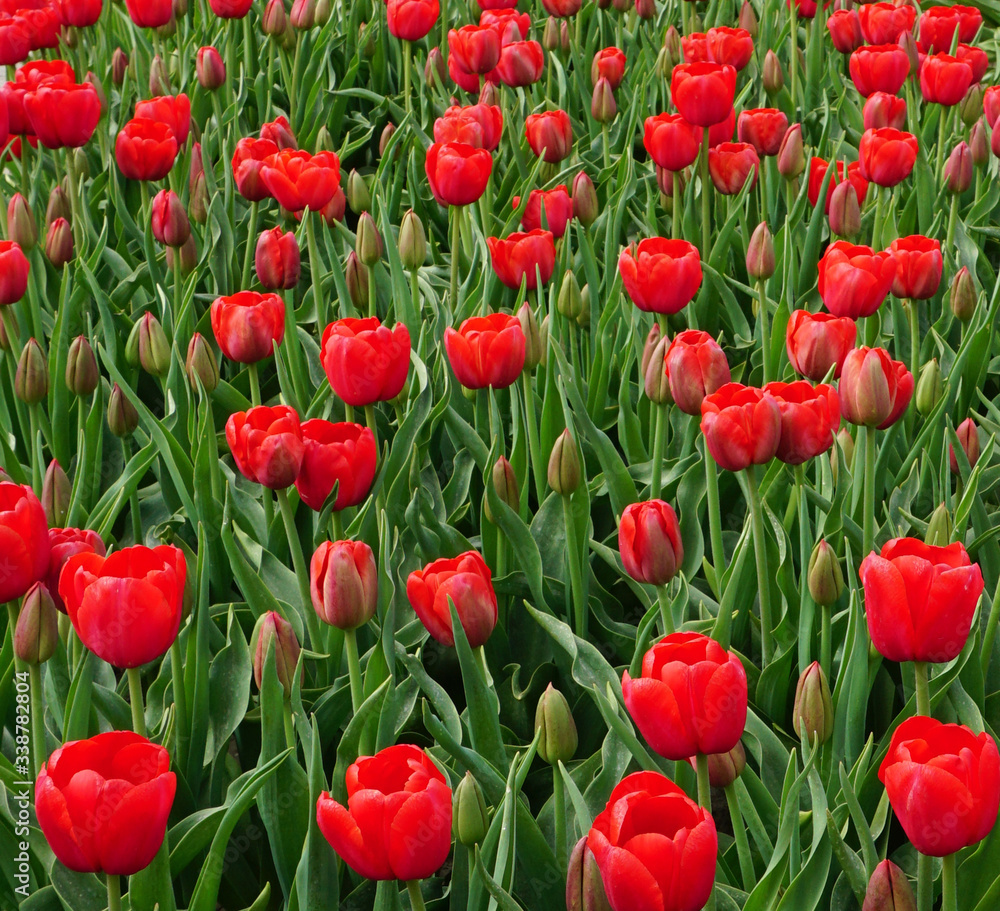 Beautiful red tulips landscape of blooming tulip flowers in springtime in the Netherlands real Dutch tulips