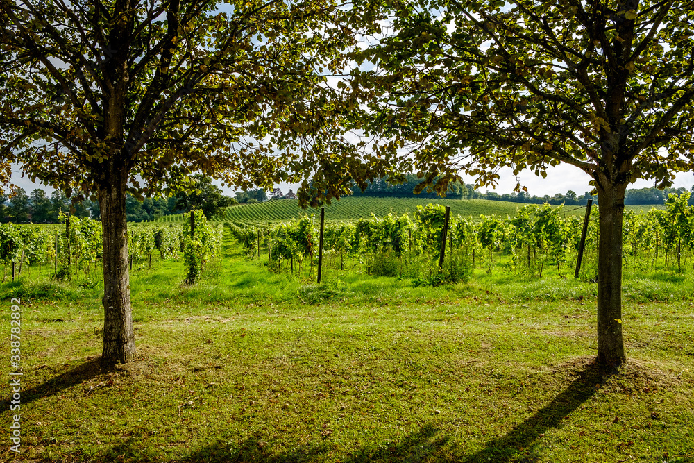 English vineyard Surrey UK