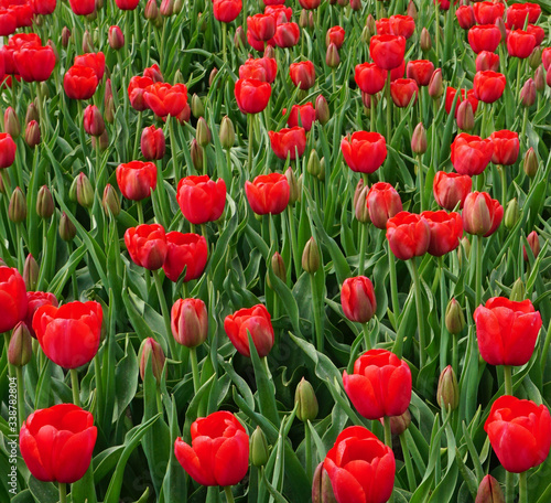 Beautiful red tulips landscape of blooming tulip flowers in springtime in the Netherlands real Dutch tulips