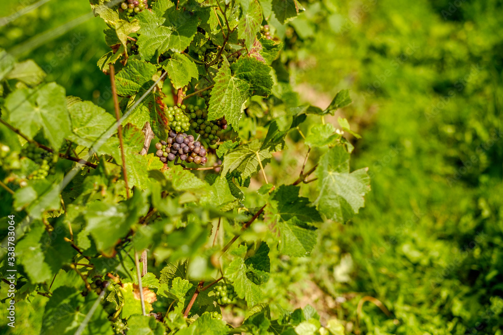 grapes on vines English vineyard Surrey UK grapes on vines English vineyard Surrey UK